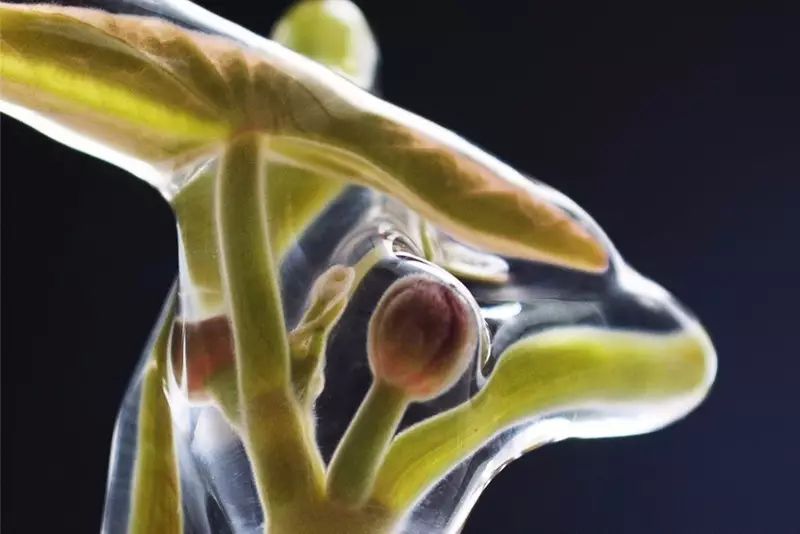 恩施富硒特产有哪些（恩施富硒食品都有哪些）-硒宝网