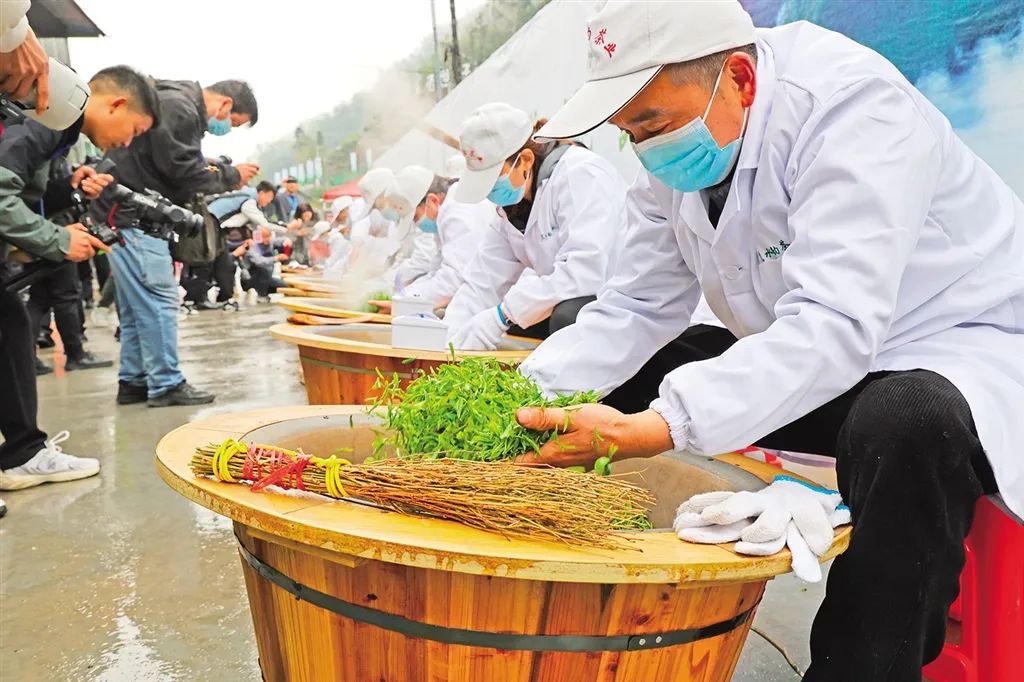 安硒山安康富硒茶(安康富硒茶多少钱一斤汗水晨雾)-硒宝网