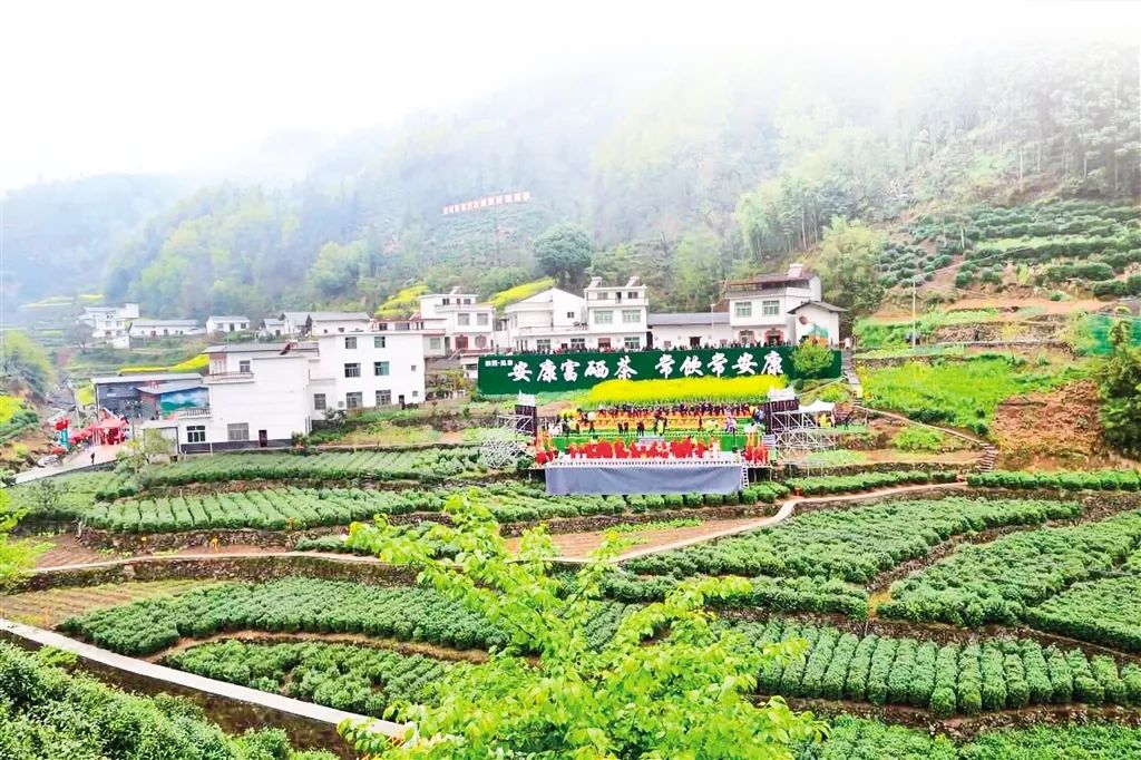 安硒山安康富硒茶(安康富硒茶多少钱一斤汗水晨雾)-硒宝网