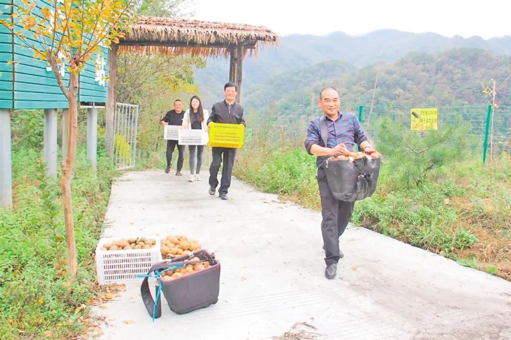 安硒山安康富硒茶(安康富硒茶多少钱一斤汗水晨雾)-硒宝网