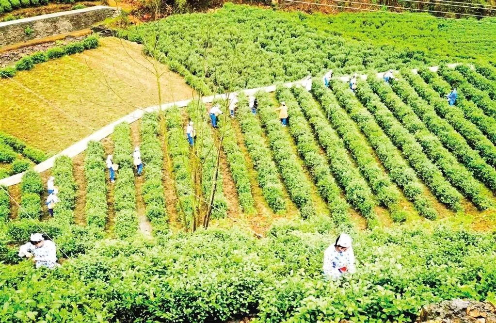 安硒山安康富硒茶(安康富硒茶多少钱一斤汗水晨雾)-硒宝网