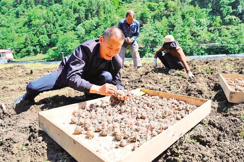 安硒山安康富硒茶(安康富硒茶多少钱一斤汗水晨雾)-硒宝网