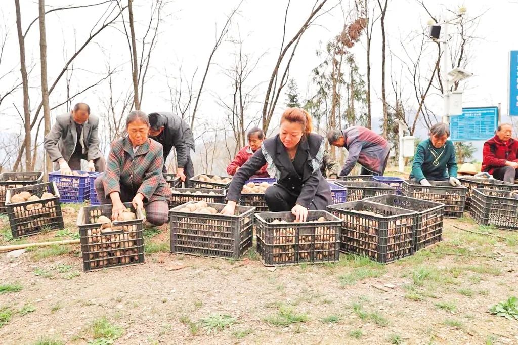 安硒山安康富硒茶(安康富硒茶多少钱一斤汗水晨雾)-硒宝网