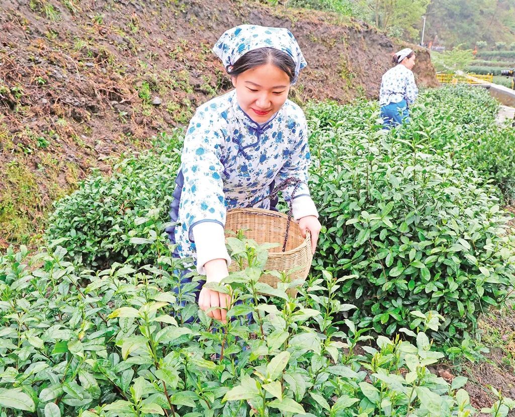 安硒山安康富硒茶(安康富硒茶多少钱一斤汗水晨雾)-硒宝网