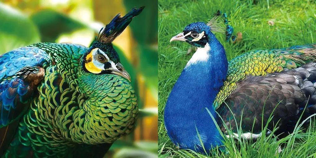 富硒五谷产品(五谷富硒产品介绍)-硒宝网