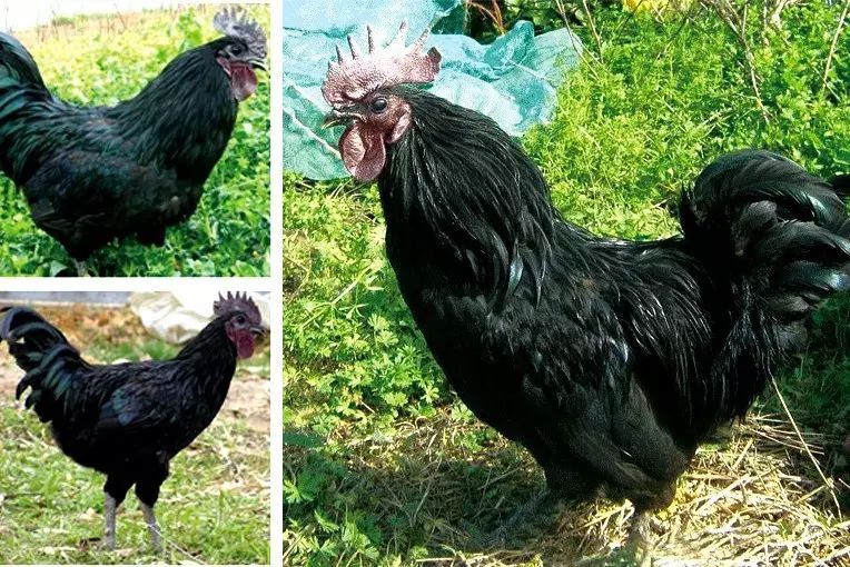 富硒五谷产品(五谷富硒产品介绍)-硒宝网