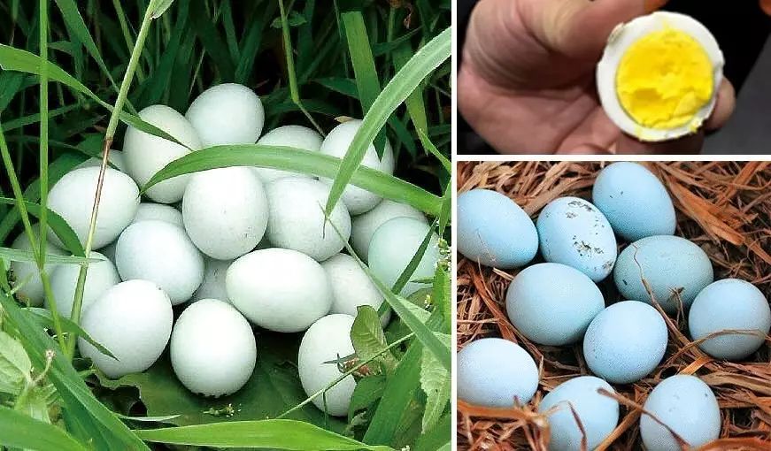 富硒五谷产品(五谷富硒产品介绍)-硒宝网