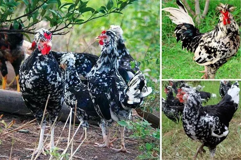 富硒五谷产品(五谷富硒产品介绍)-硒宝网