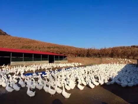 富硒五谷产品(五谷富硒产品介绍)-硒宝网