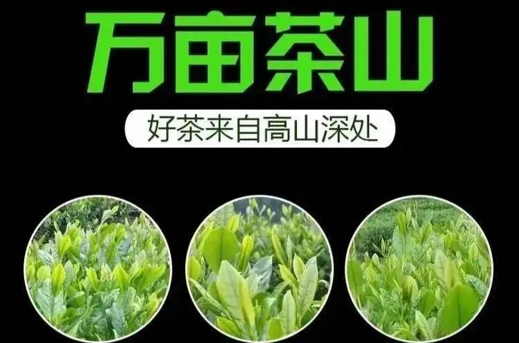 绿紫阳富硒茶(秦巴山区茶叶)-硒宝网