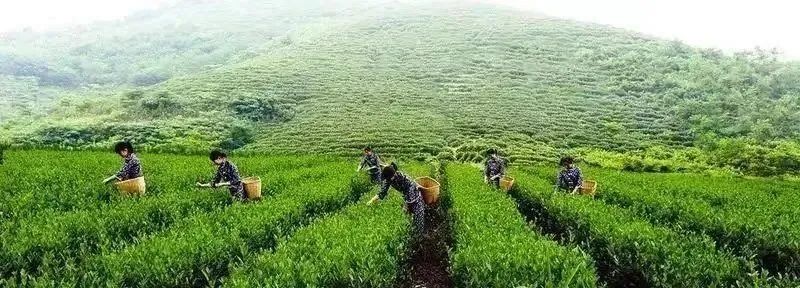 绿紫阳富硒茶(秦巴山区茶叶)-硒宝网