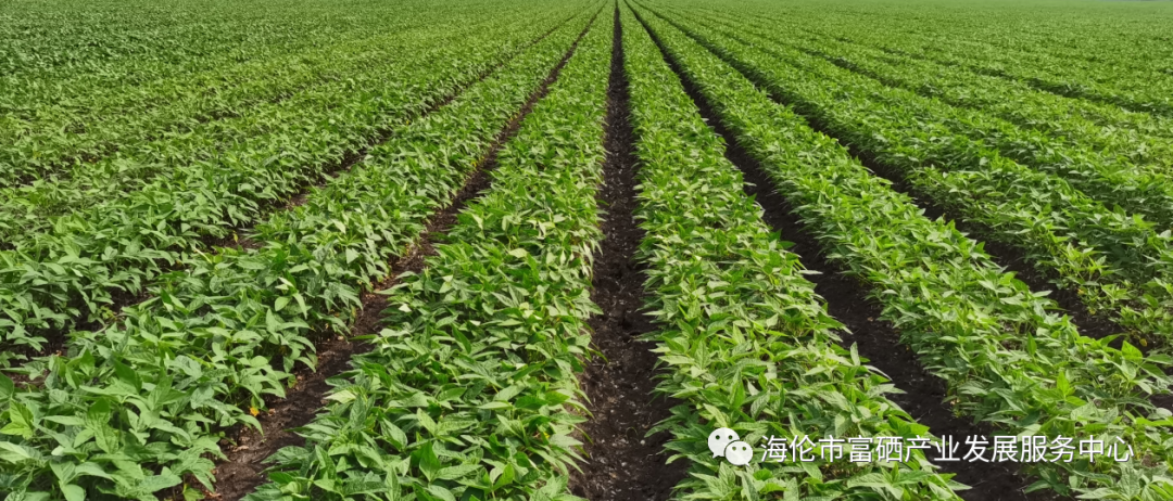 海伦富硒大米( 五常大米品牌价值 )-硒宝网