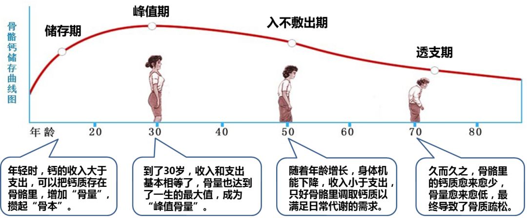 可贝力补钙效果好不好( 骨质疏松预防 )-硒宝网