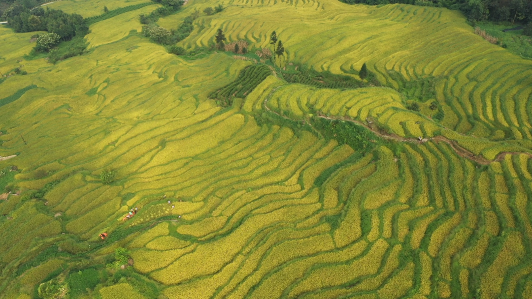 富硒大米品牌(高笋梯田秋收)-硒宝网