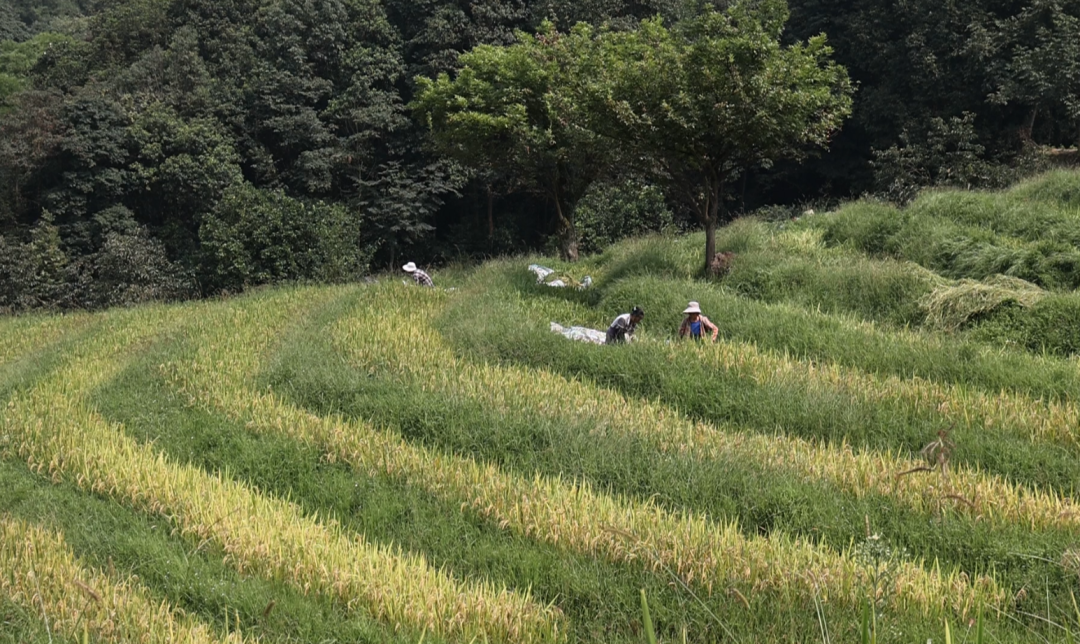 富硒大米品牌(高笋梯田秋收)-硒宝网