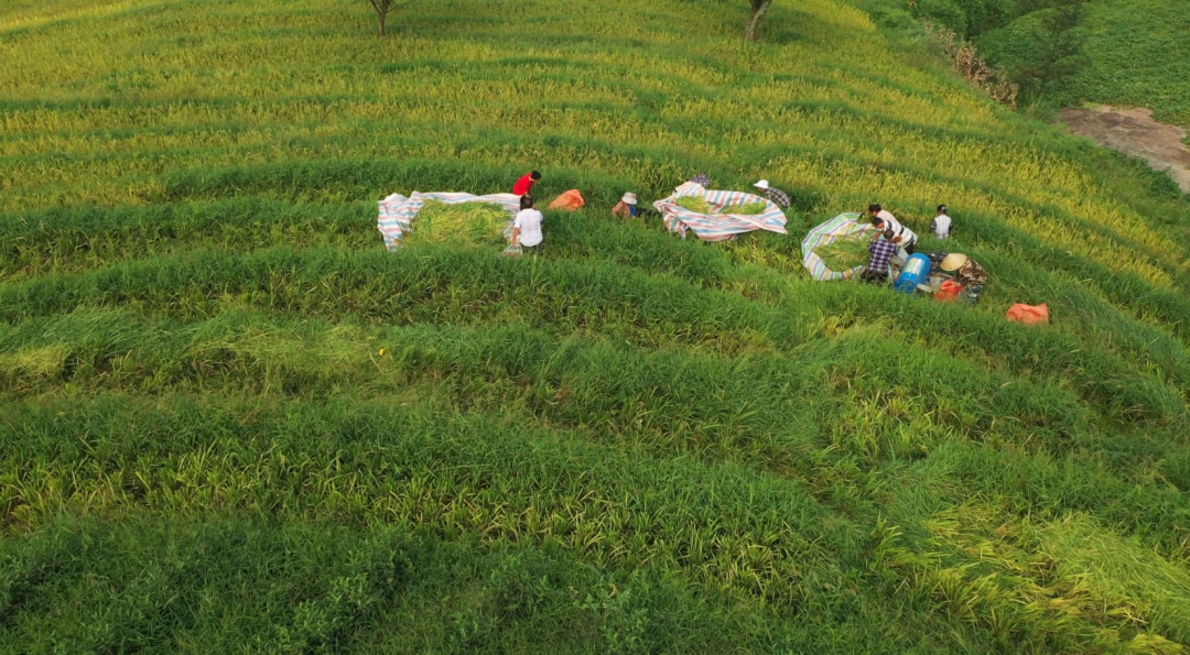 富硒大米品牌(高笋梯田秋收)-硒宝网