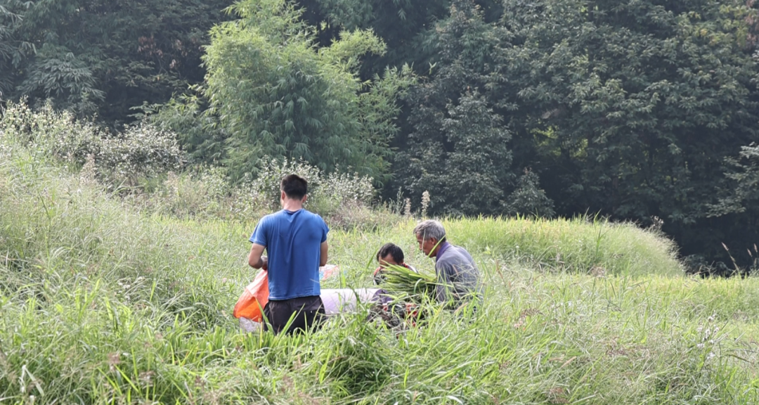 富硒大米品牌(高笋梯田秋收)-硒宝网