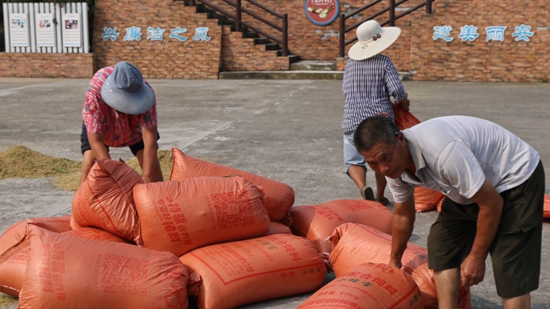 富硒大米品牌(高笋梯田秋收)-硒宝网