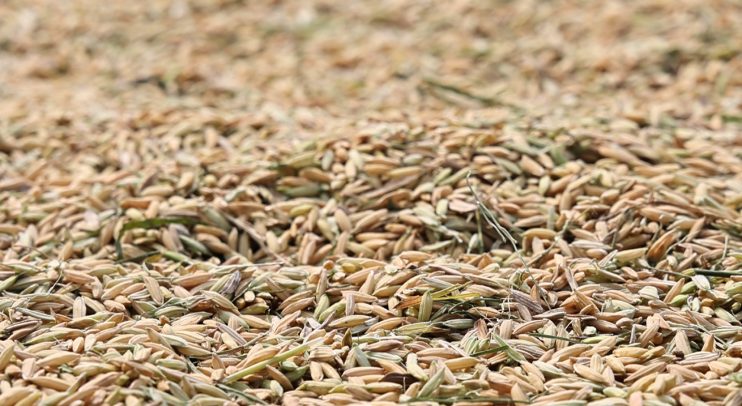 富硒大米品牌(高笋梯田秋收)-硒宝网