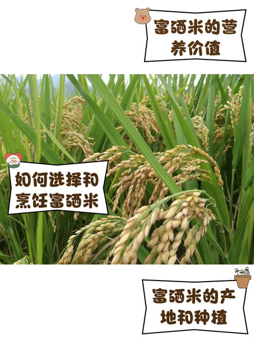 富硒大米简介(天然富硒米种植)-硒宝网