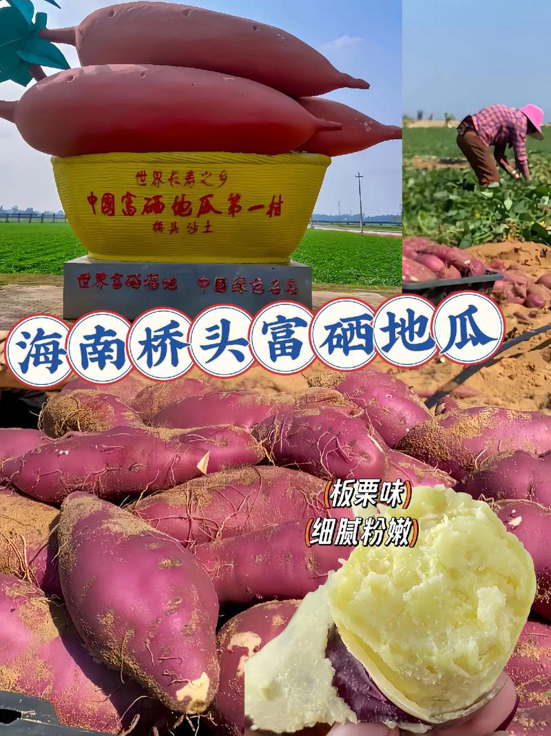 桥头富硒地瓜(桥头地瓜营养价值)-硒宝网