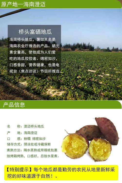 桥头富硒地瓜(桥头地瓜营养价值)-硒宝网