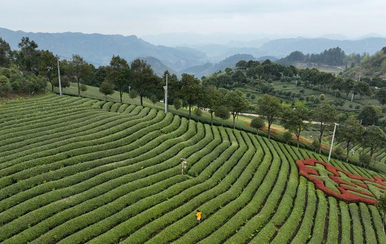 开阳富硒产品(开阳南龙蓝芝茶园)-硒宝网