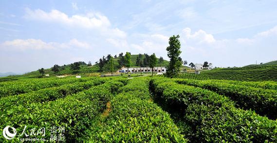 开阳富硒产品(开阳南龙蓝芝茶园)-硒宝网