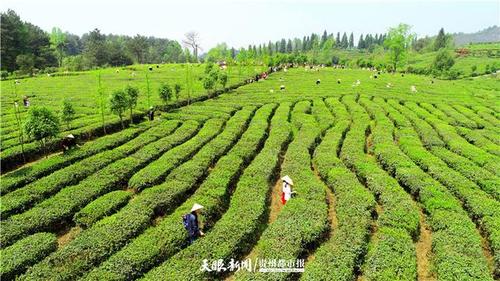 开阳富硒产品(开阳南龙蓝芝茶园)-硒宝网