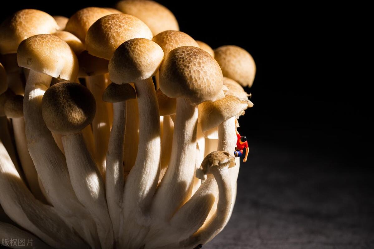 应该怎样补硒（动物肝脏补硒）-硒宝网