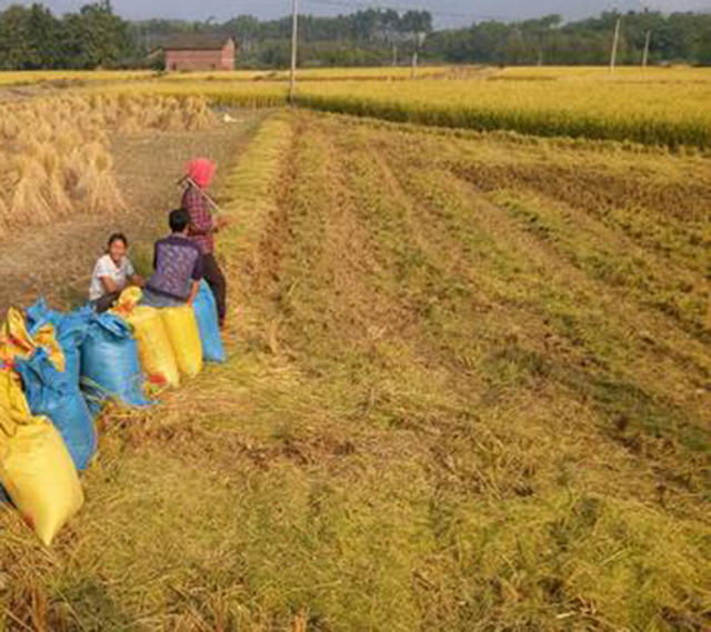 贵州富硒大米（富硒大米营养价值）-硒宝网