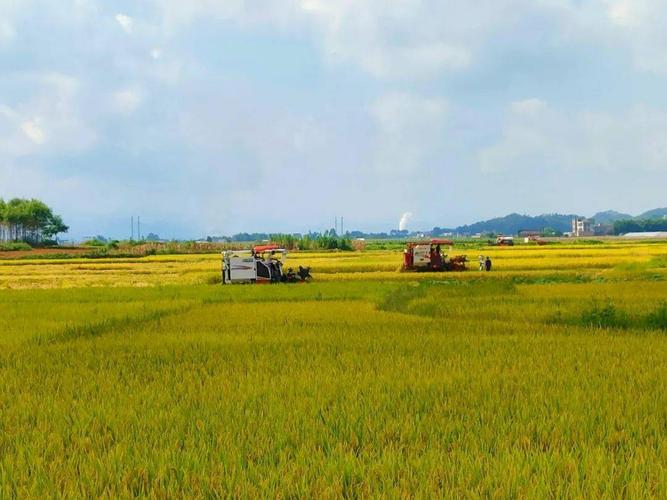 贺州富硒大米（笛口村富硒产业基地）-硒宝网