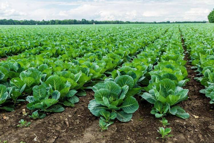 什么人要补硒(硒与抗氧化)-硒宝网