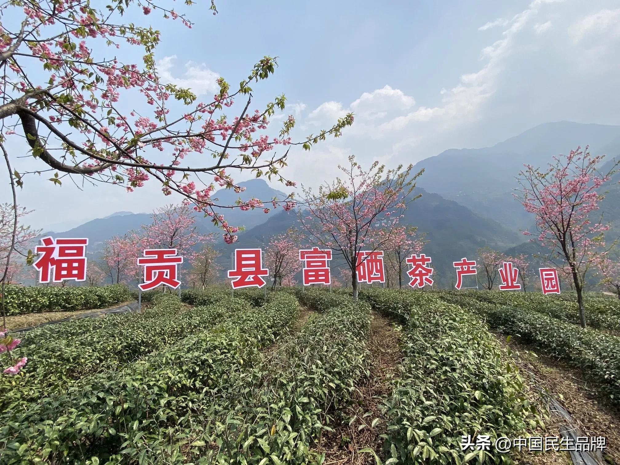 富硒贡茶价格(胡氏荣茶产业园精准扶贫)-硒宝网