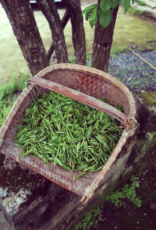 石台富硒野茶(石台传统技艺传承)-硒宝网