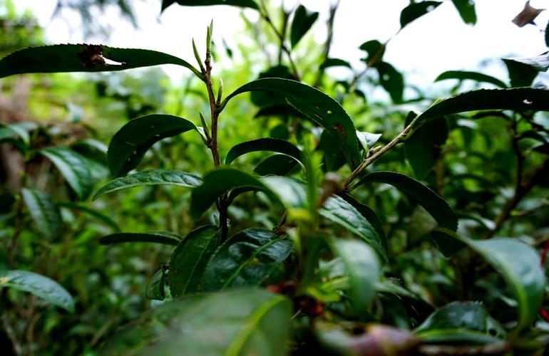 石台富硒野茶(石台传统技艺传承)-硒宝网