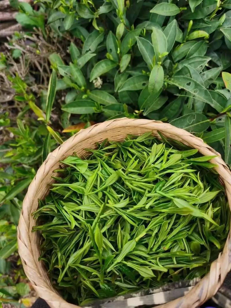 石台县富硒茶(茶叶合作社扶贫模式)-硒宝网