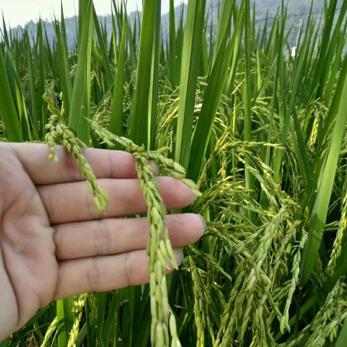 珲春富硒大米(珲春绿色天然含硒大米)-硒宝网