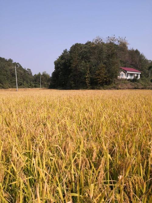 龙游富硒大米(龙游富硒大米基地)-硒宝网