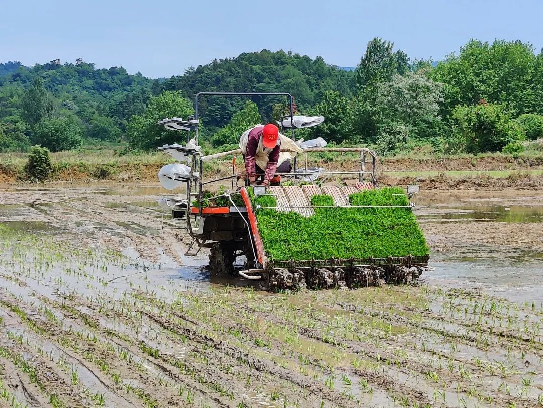 石台富硒野茶(池州富硒农产品产业)-硒宝网