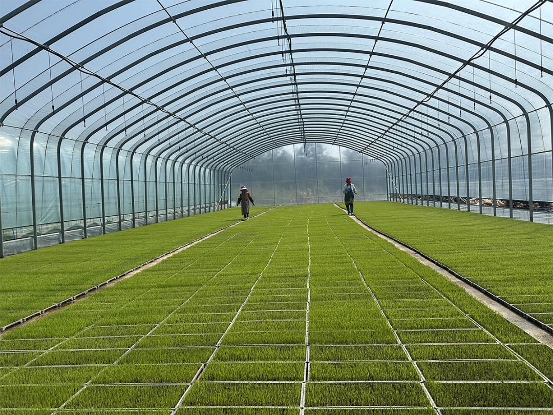 石台富硒野茶(池州富硒农产品产业)-硒宝网