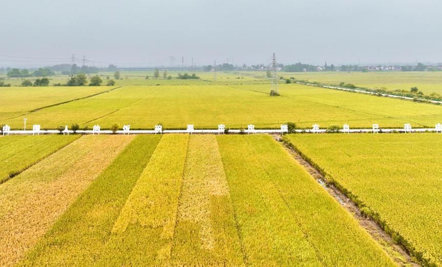 石台富硒野茶(池州富硒农产品产业)-硒宝网