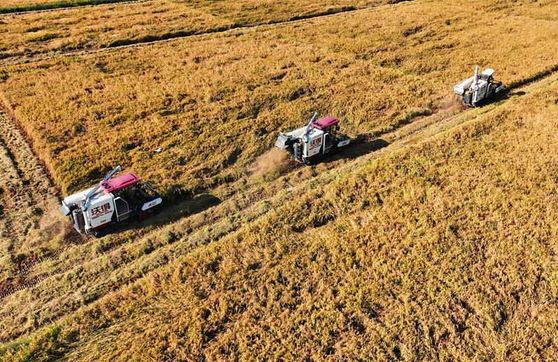 石台富硒野茶(池州富硒农产品产业)-硒宝网