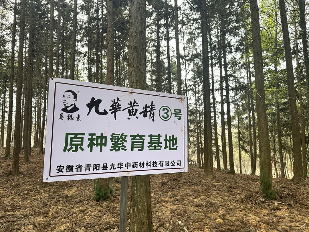 石台富硒野茶(池州富硒农产品产业)-硒宝网