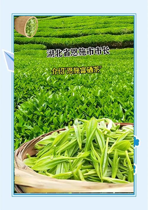 湖北富硒贡茶（恩施富硒茶特点与口感）-硒宝网