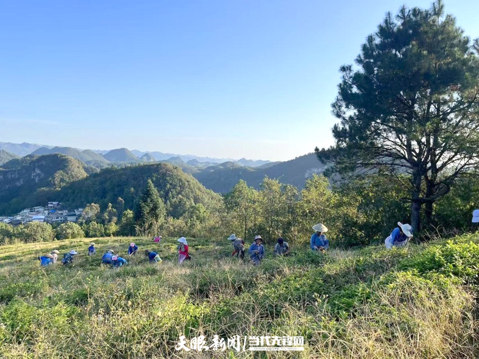 云雾富硒贡茶(云雾镇茶产业发展)-硒宝网