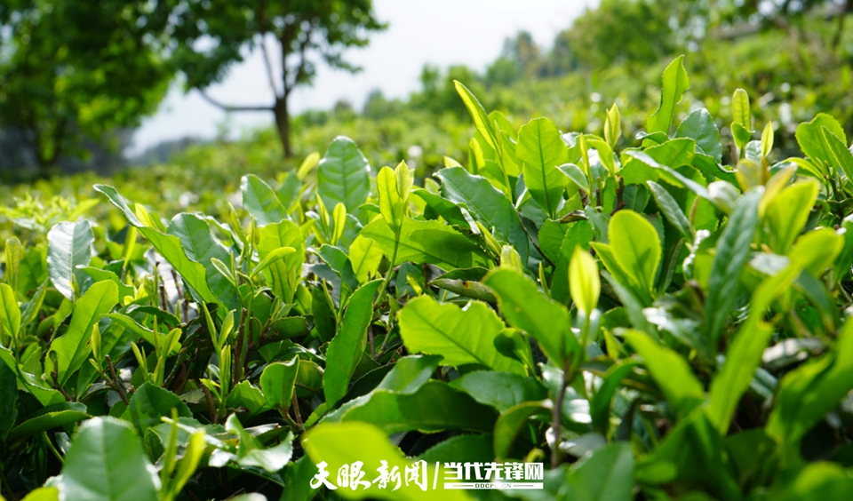 云雾富硒贡茶(云雾镇茶产业发展)-硒宝网