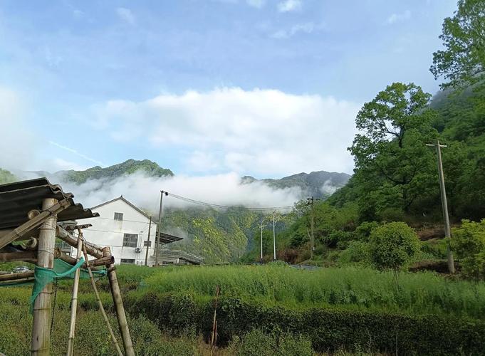 仙寓富硒野茶(富硒食品种植基地)-硒宝网