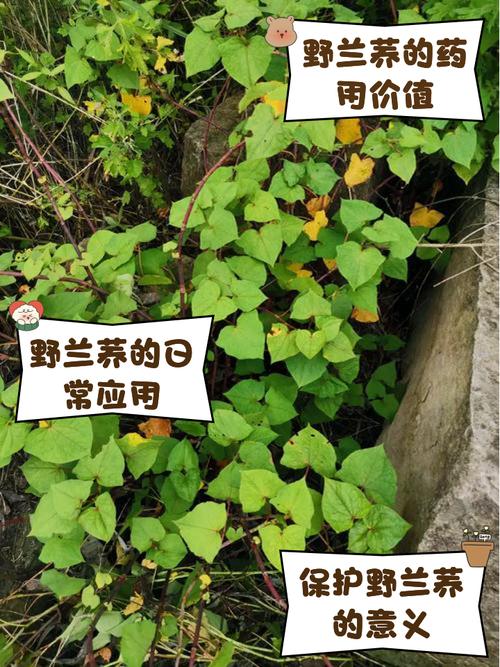 富硒野兰荞茶(苦荞茶营养价值和作用)-硒宝网