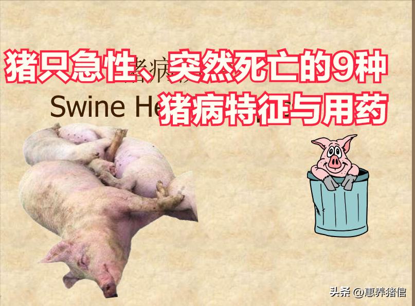 猪缺硒怎么补（猪白肌病肌营养不良治疗）-硒宝网